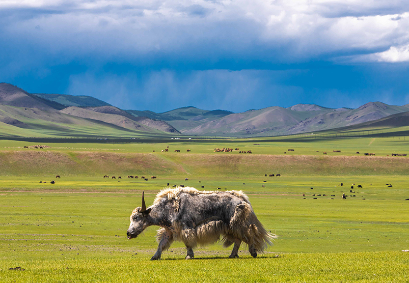 Orkhon valley